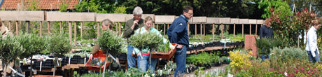 tuinplanten